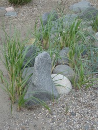 Xeriscaping 2